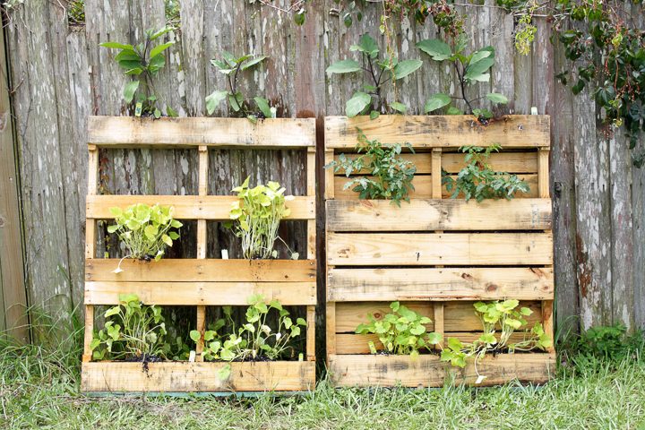 DIY vertical pallet garden
