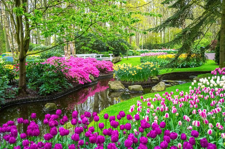 Pink tulips and yellow daffodils at Keukenhof Park