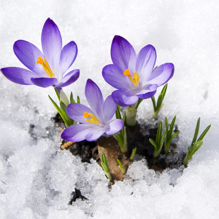 Purple crocuses growing in the snow ©Irina Volkova - stock.adobe.com