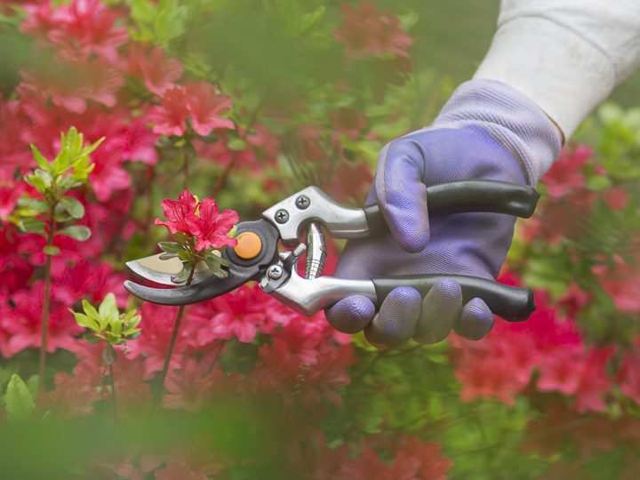 Azaleas being pruned ©CDELBERT - stock.adobe.com