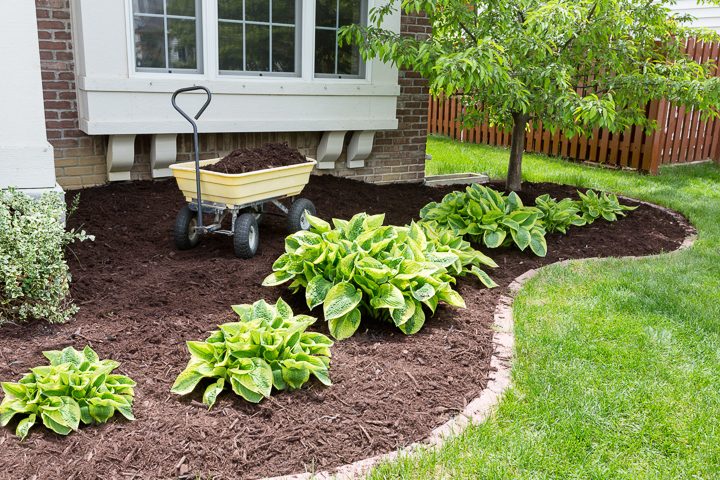 Hostas in a garden with mulch © Coskun.tv - stock.adobe.com