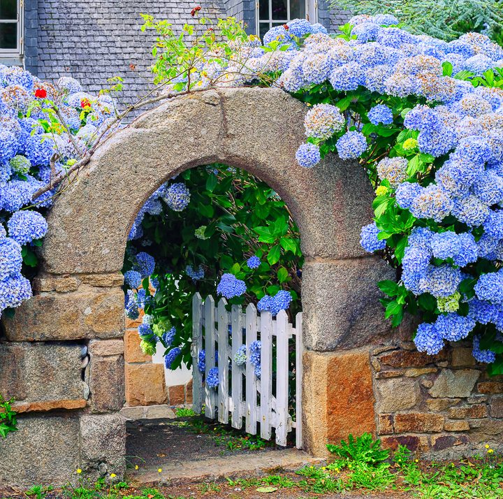 White gate with blue hydrangeas ©Boris Stroujko - stock.adobe.com