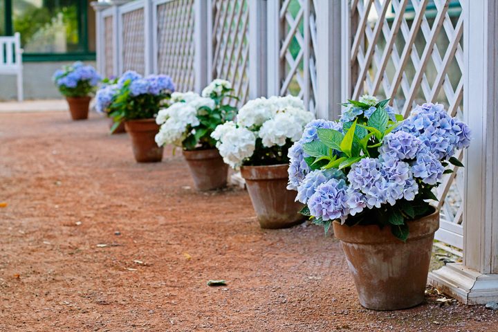 Blue and white hydrangeas in pots along fence