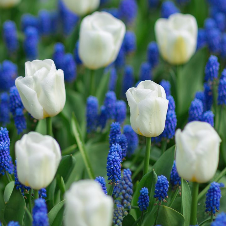 White tulips with blue muscari ©lermont51 - stock.adobe.com