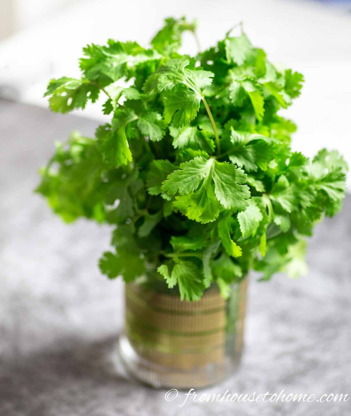 Fresh cilantro in a glass of water after being in the refrigerator for 2 weeks