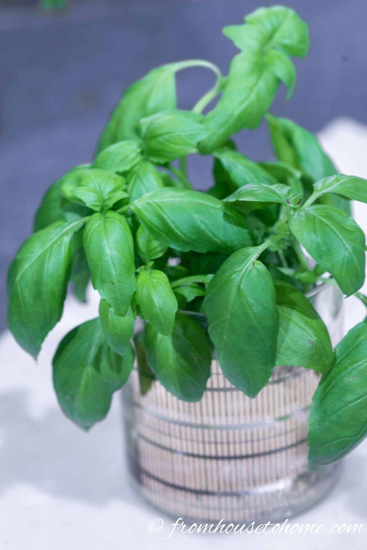 Fresh basil in a glass of water