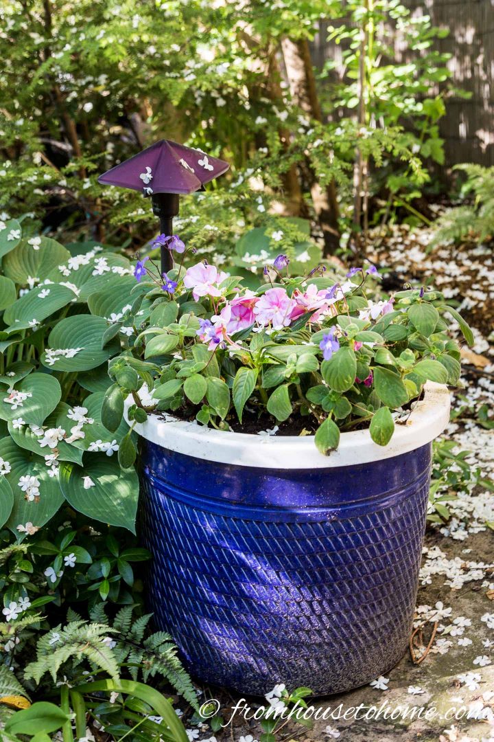 Impatiens in a large blue pot