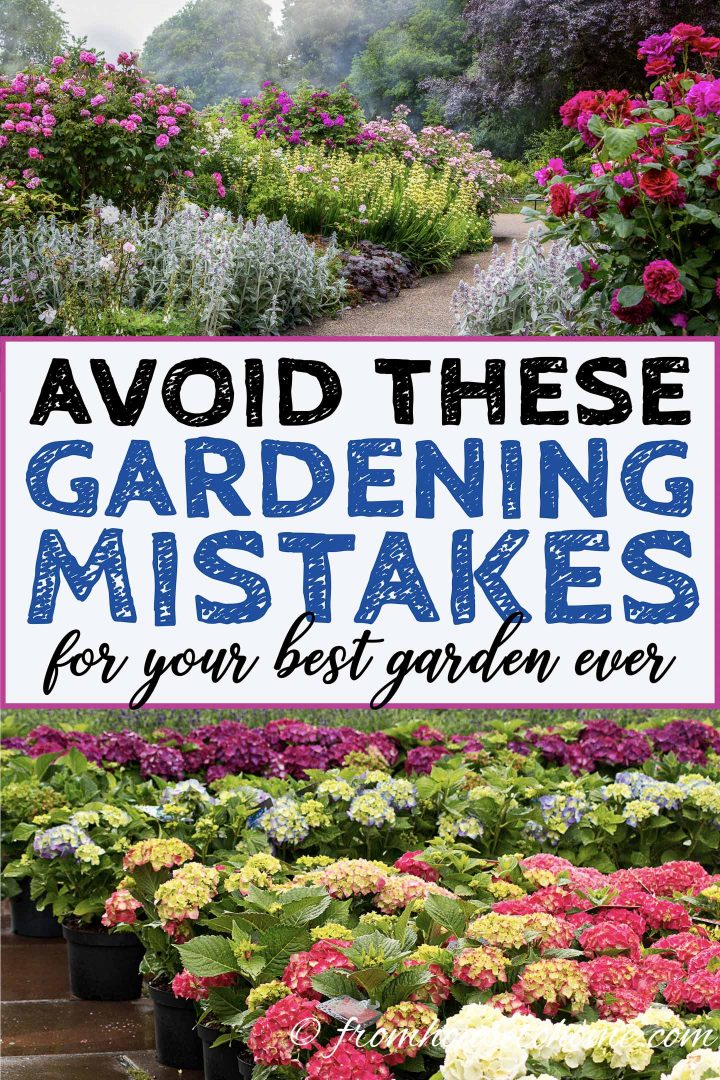 Avoid these gardening mistakes for your best garden ever