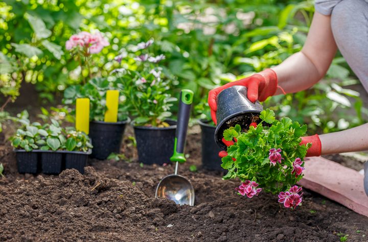 Geraniums being planted in the garden ©Maksim Kostenko - stock.adobe.com