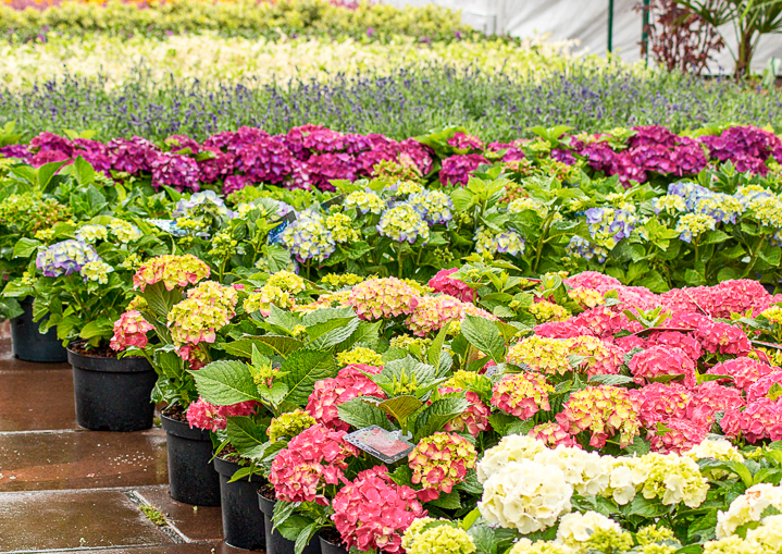 Rows of Hydrangeas at a nursery ©stocksolutions - stock.adobe.com