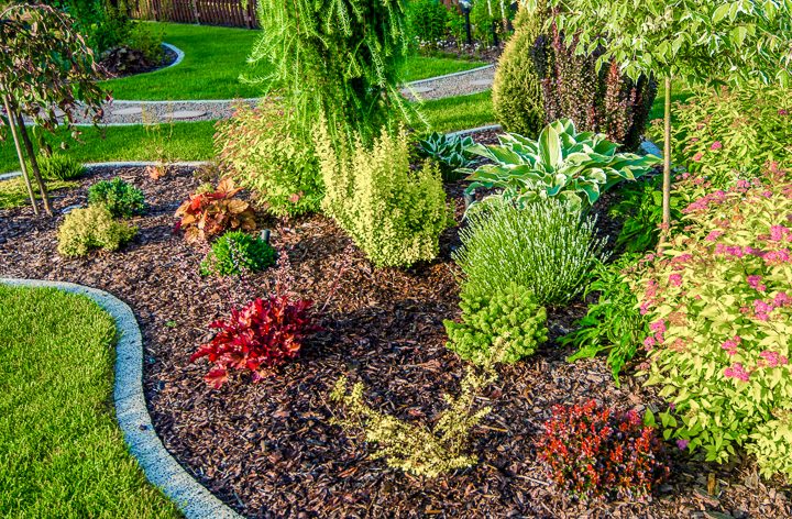 Newly planted garden with evergreens and hostas ©Tomasz Zajda - stock.adobe.com