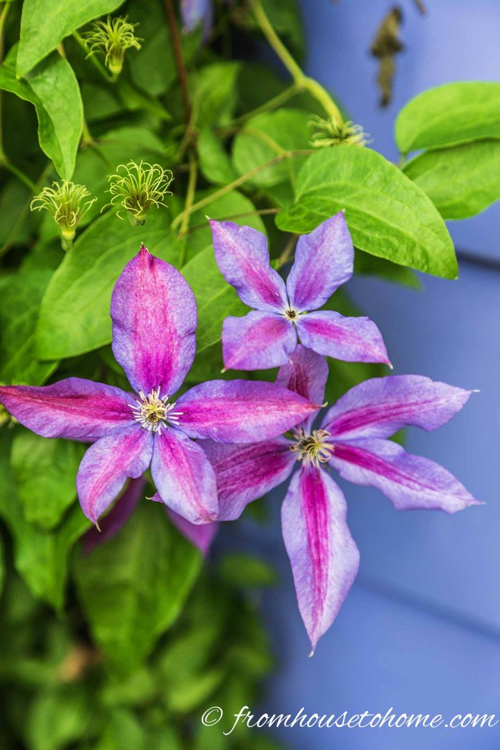Pink and purple garden color scheme with pink Clematis against a purple painted wall