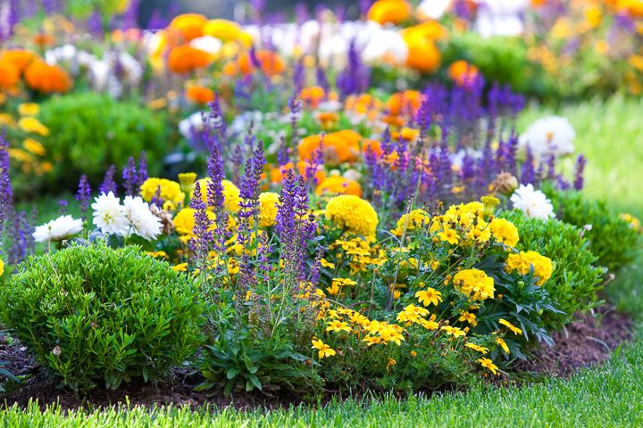 Yellow, orange and purple dual complementary garden color scheme
