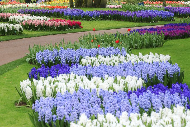 Monochromatic blue garden color scheme with blue and white hyacinths ©dennisvdwater - stock.adobe.com