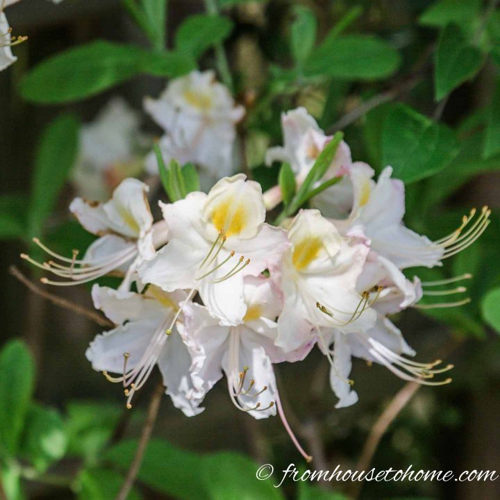 White flowering shrubs - Azalea