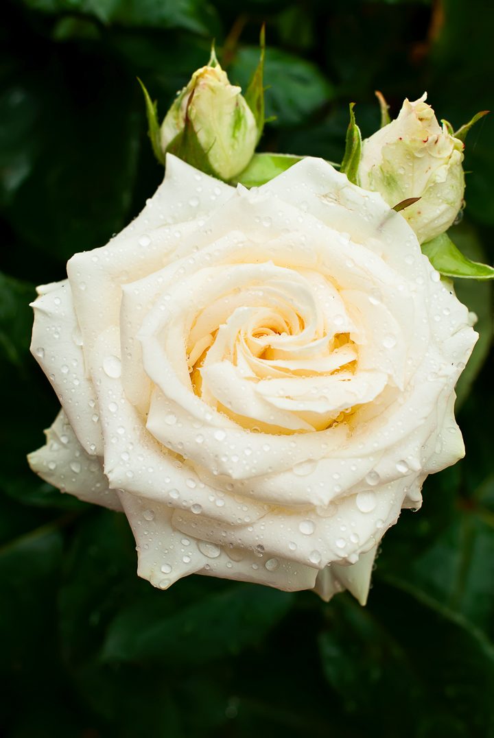 White flowering shrub - rose