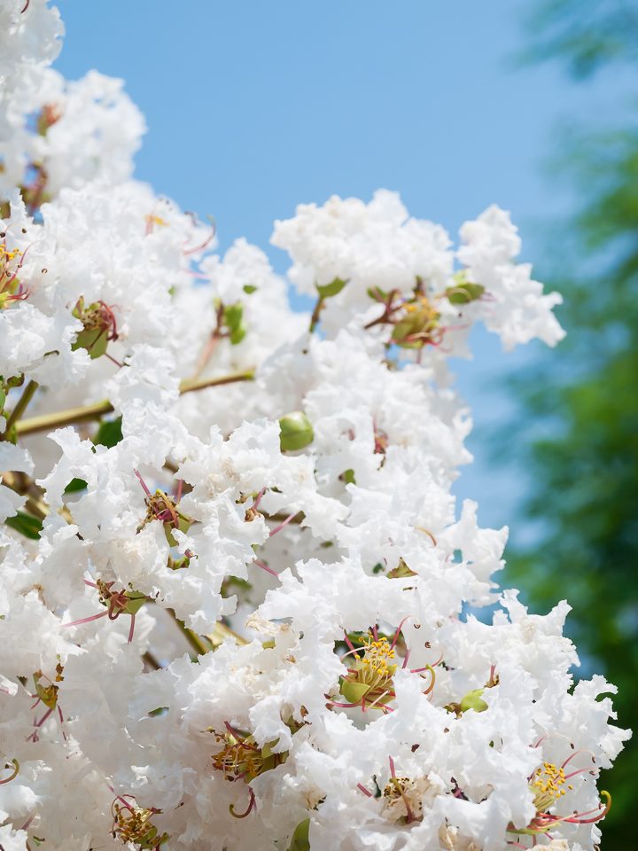 Crape Myrtle with white flowers