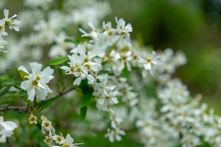 White flowering Dogwood