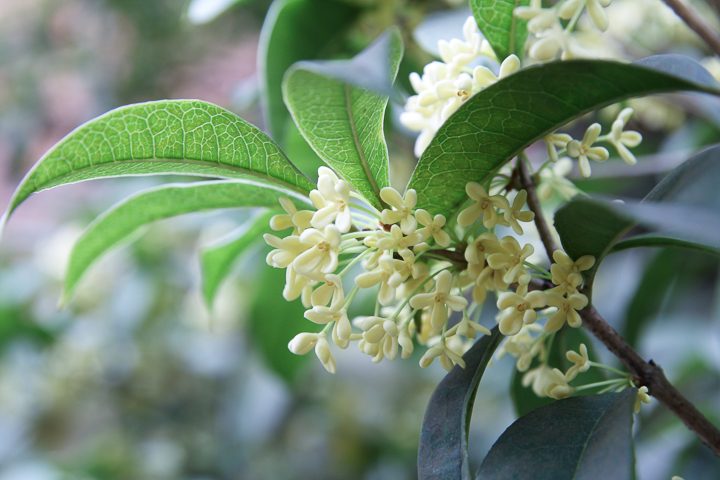 Fragrant Tea Olive (Osmanthus) ©chungking - stock.adobe.com