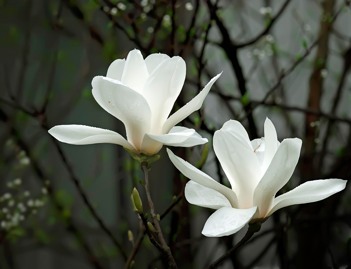 White flowering bush - Pieris Japonica in the wild