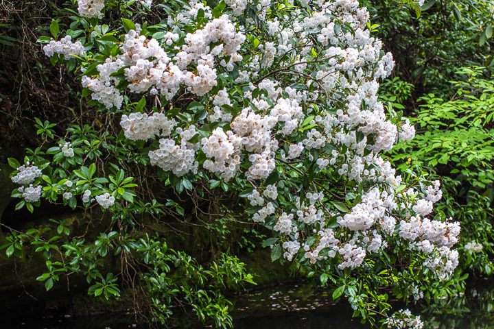 Mountain Laurel shrub with white flowers