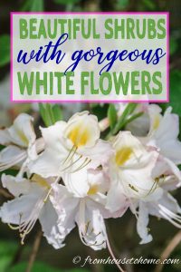 beautiful shrubs with gorgeous white flowers