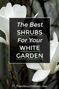 The best shrubs for a white garden