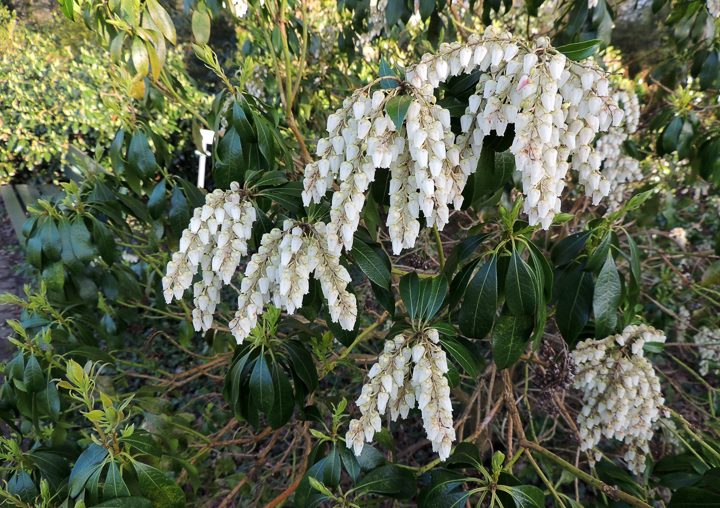 White flowering Pieris Japonica ©Zanoza-Ru - stock.adobe.com