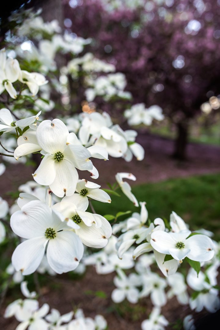 Dogwood (Cornus kousa) with white flowers