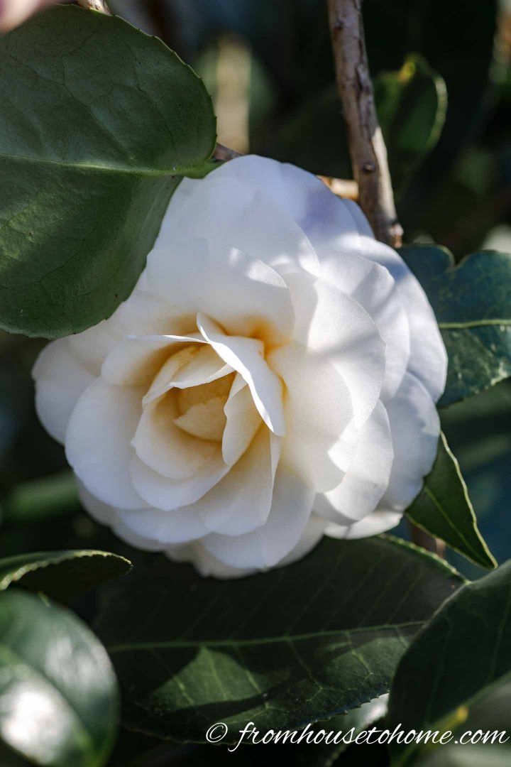 Camellia japonica 'White by the Gate'