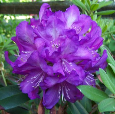 Bright purple Rhododendron flower