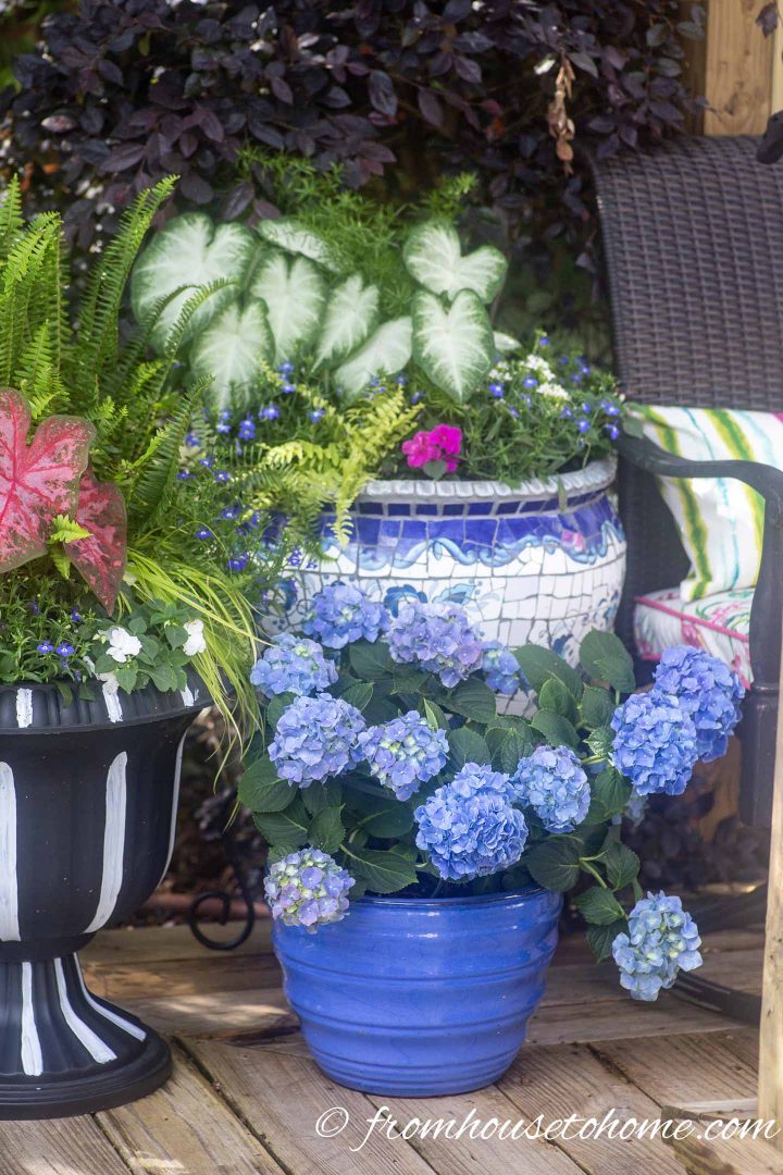 Blue and white containers planted with blue and white flowers