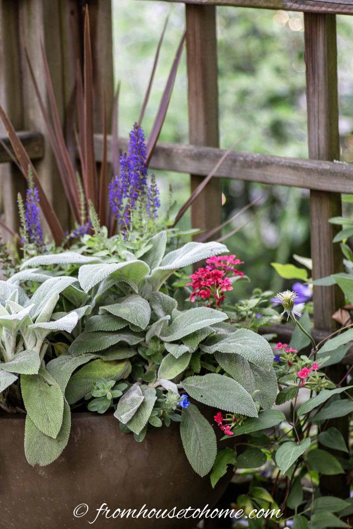 Patriotic red, white and blue flower combinations for sure with Salvia, Lamb's Ears and Verbena
