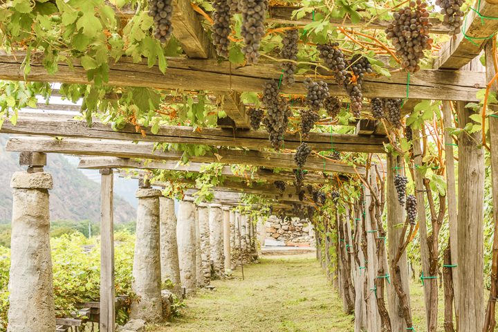Grapes growing over a wood and stone pergola ©bellissima - stock.adobe.com