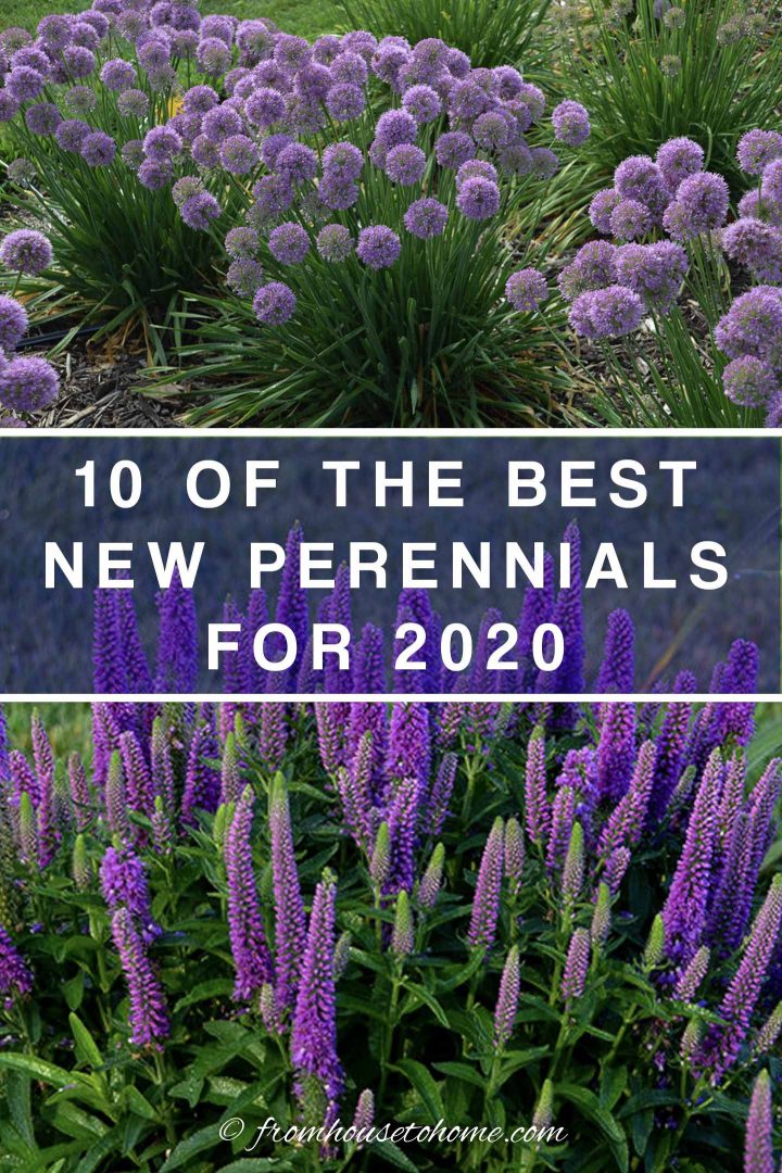best new perennials for 2020
