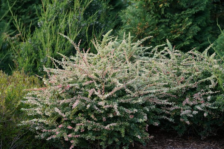 Barberry 'Sunjoy Sequins™' (Berberis thunbergii)