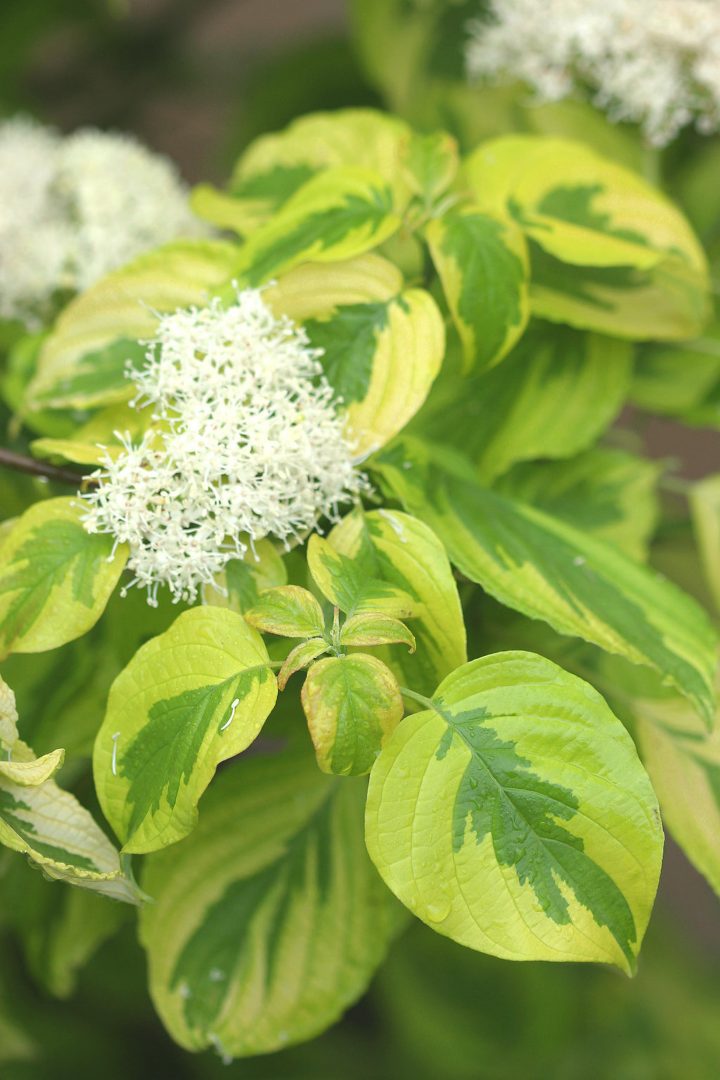 Dogwood 'Golden Shadows®'