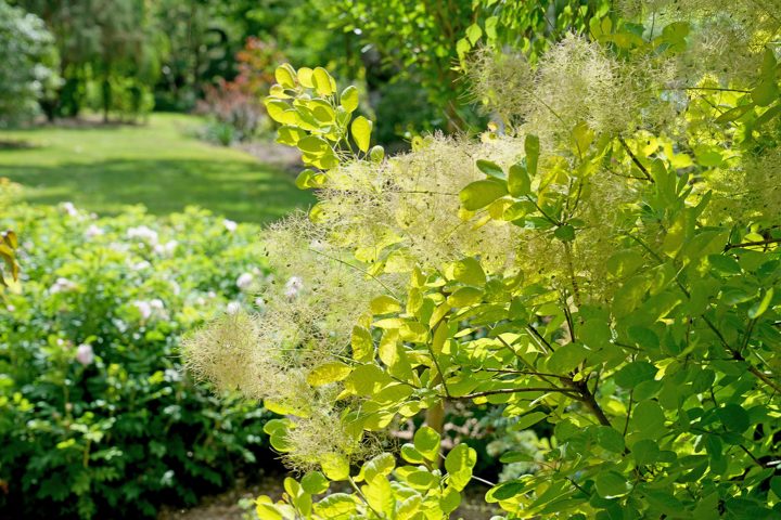 Smokebush 'Winecraft Gold®'