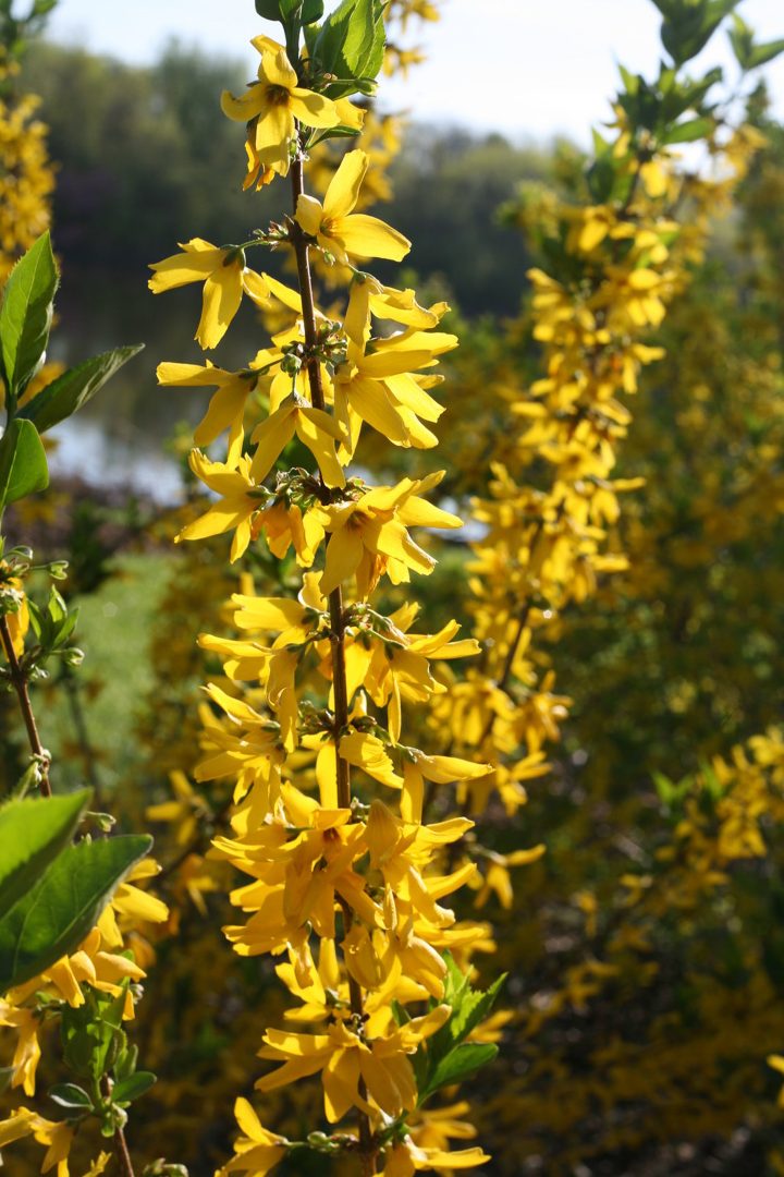 Forsythia 'Flying Machine®'