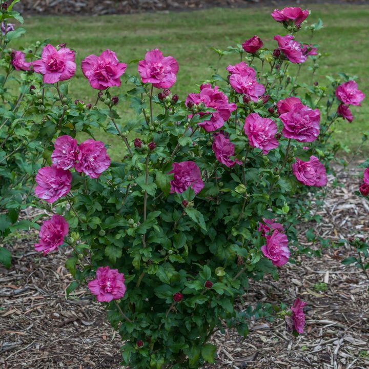 Rose of Sharon 'Magenta Chiffon®'