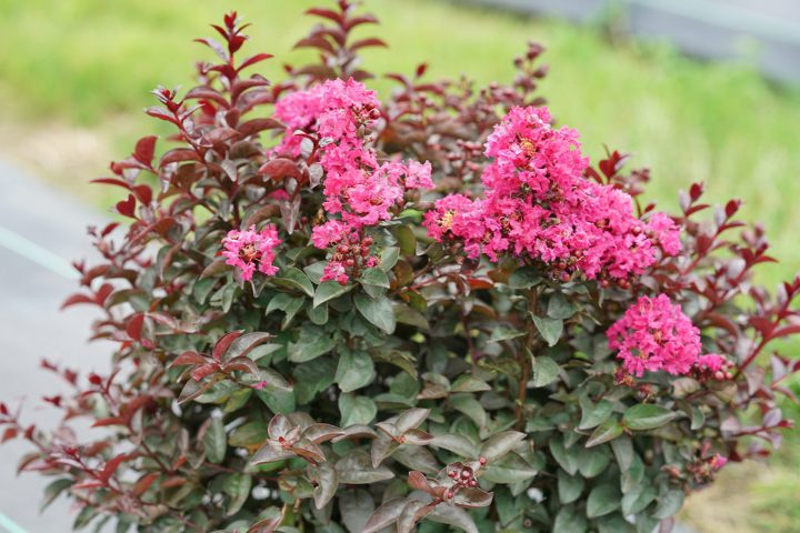 Crapemyrtle 'Rikki Tikki™ Pink'