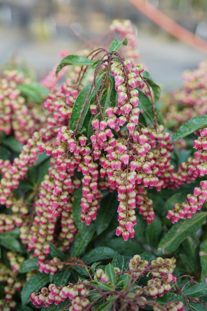 Lily of the Valley shrub 'Interstella®'