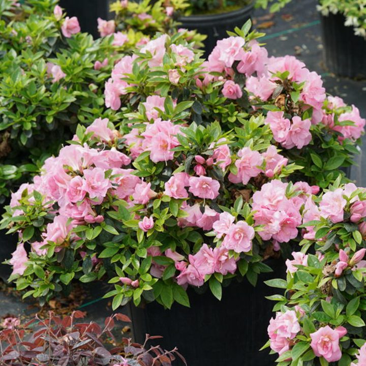 Azalea 'Perfecto Mundo® Double Pink'