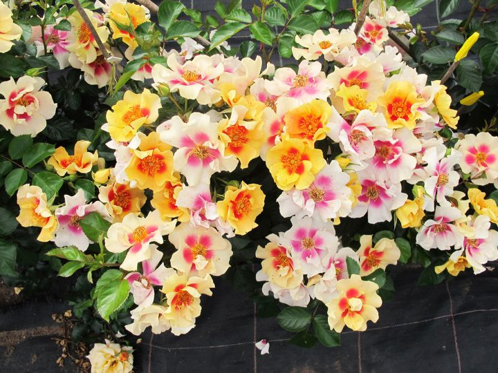 Rose 'Ringo™'