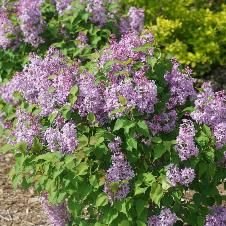 Lilac 'Scentara Pura'
