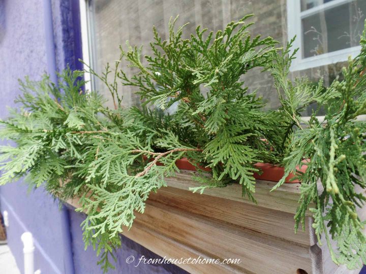 A window box with cedar branches