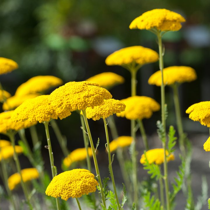 'Gold Plate' Yarrow