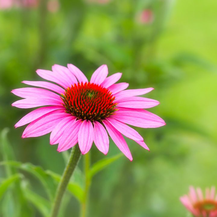'Ruby Giant' coneflower