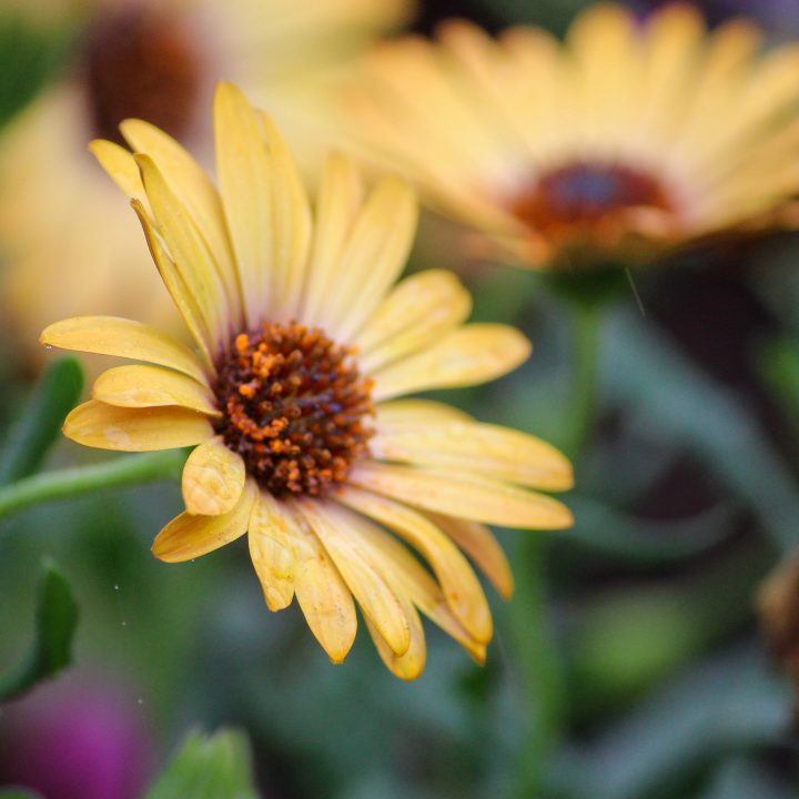 'Sunrise' coneflower