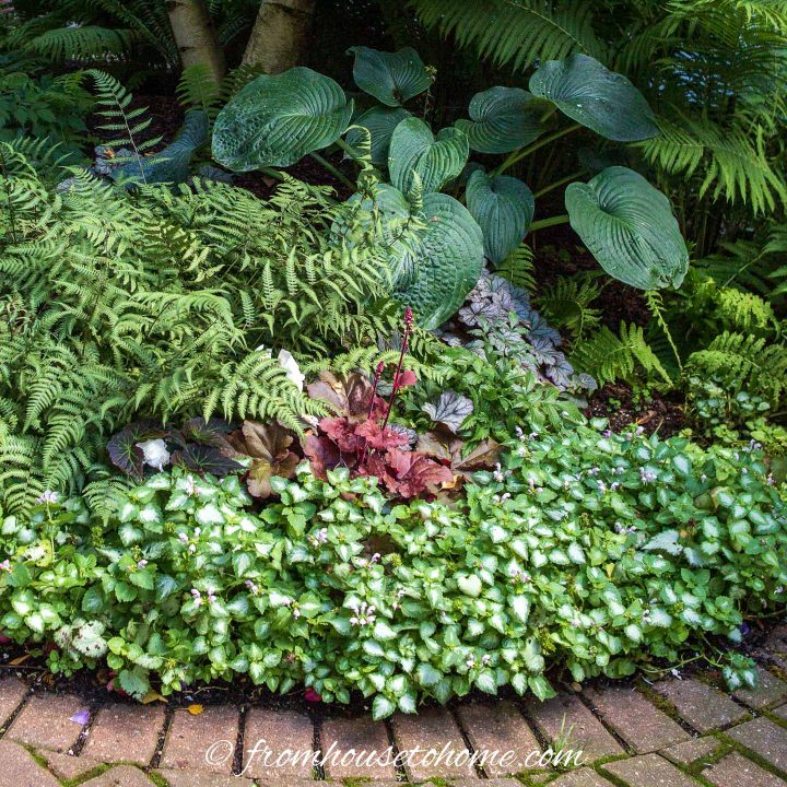Ferns, Hostas, Coral Bells and Lamium in a small shade garden bed at the front of the house